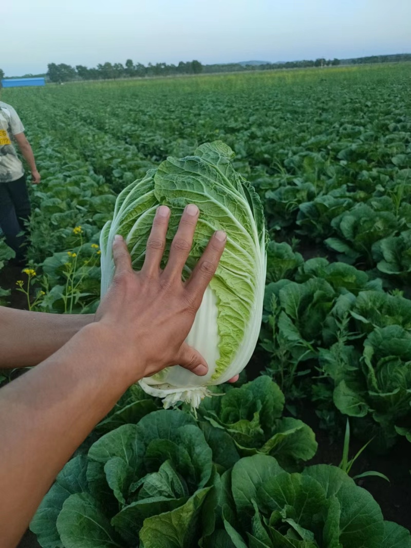 【推荐】河北玲珑黄白菜，一手货源视频看货品质保证以质论价