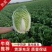 【推荐】河北玲珑黄白菜，一手货源视频看货品质保证以质论价