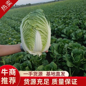 河北白菜，玲珑黄白菜一手货源视频看货品质保证以质论价产地
