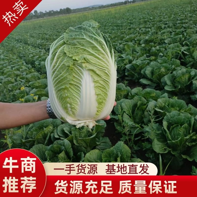 河北白菜，玲珑黄白菜一手货源视频看货品质保证以质论价产地