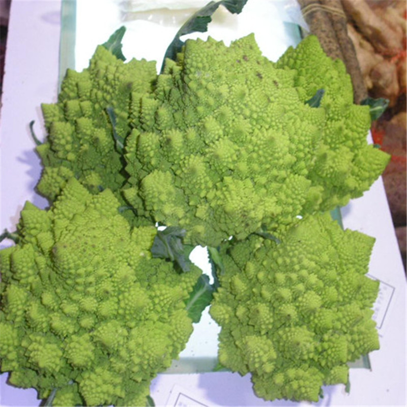 宝塔花菜种子高产宝塔菜种子神良青宝塔菜种子