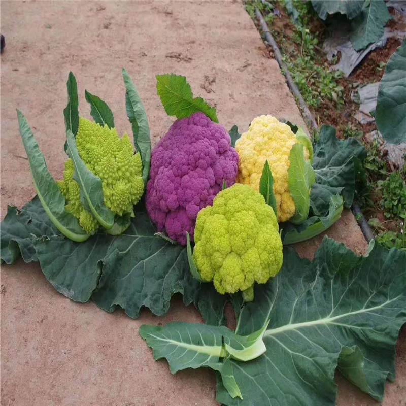 宝塔花菜种子高产宝塔菜种子神良青宝塔菜种子