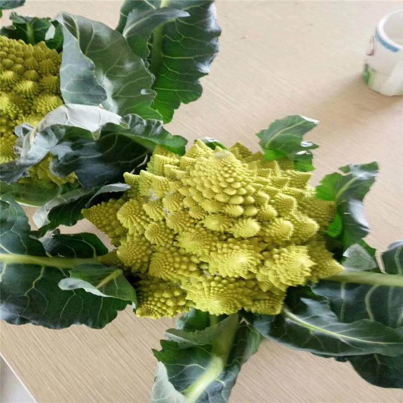 宝塔花菜种子高产宝塔菜种子神良青宝塔菜种子