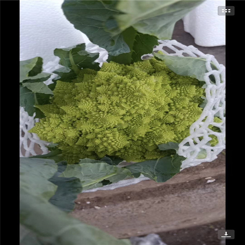宝塔花菜种子高产宝塔菜种子神良青宝塔菜种子