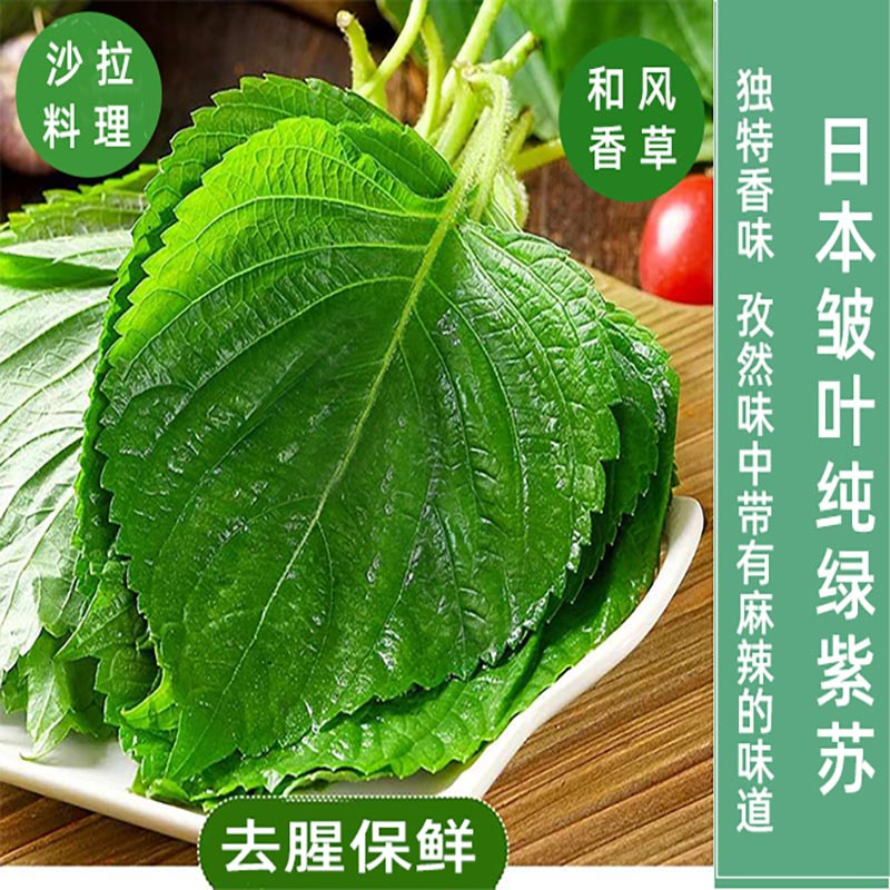 日本原装进口大叶绿苏种子紫苏种子绿紫苏种子皱叶紫苏种子