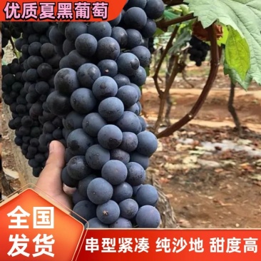 [优质]夏黑葡萄甜度高裹粉好串型紧凑量大从优欢迎来电