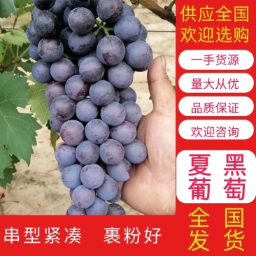 【好货】葡萄河北夏黑葡萄现摘现发甜度高对接全国欢迎咨询