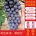 【好货】葡萄河北夏黑葡萄现摘现发甜度高对接全国欢迎咨询