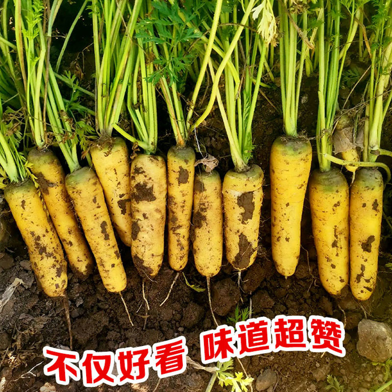 齐头黄胡萝卜种子皮色鲜艳炖煮味道好春秋基地种植