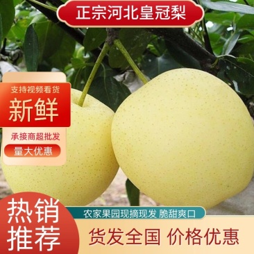 【火爆】河北黄冠梨，套袋皇冠梨口感脆甜，自然成熟欢迎咨询