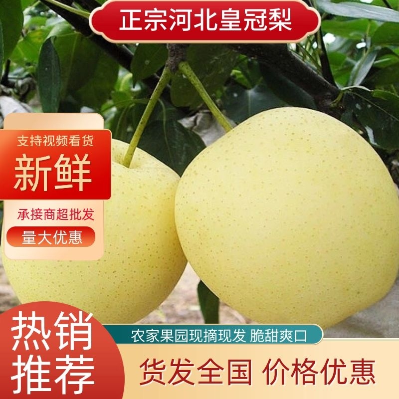【火爆】河北黄冠梨，套袋皇冠梨口感脆甜，自然成熟欢迎咨询