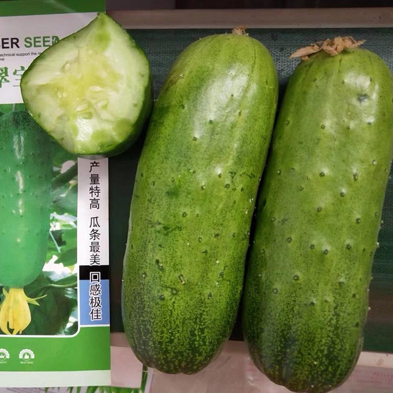 唐山翠宝旱黄瓜种子节节做瓜全雌春秋产量高瓜条美