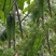 唐山翠宝旱黄瓜种子节节做瓜全雌春秋产量高瓜条美