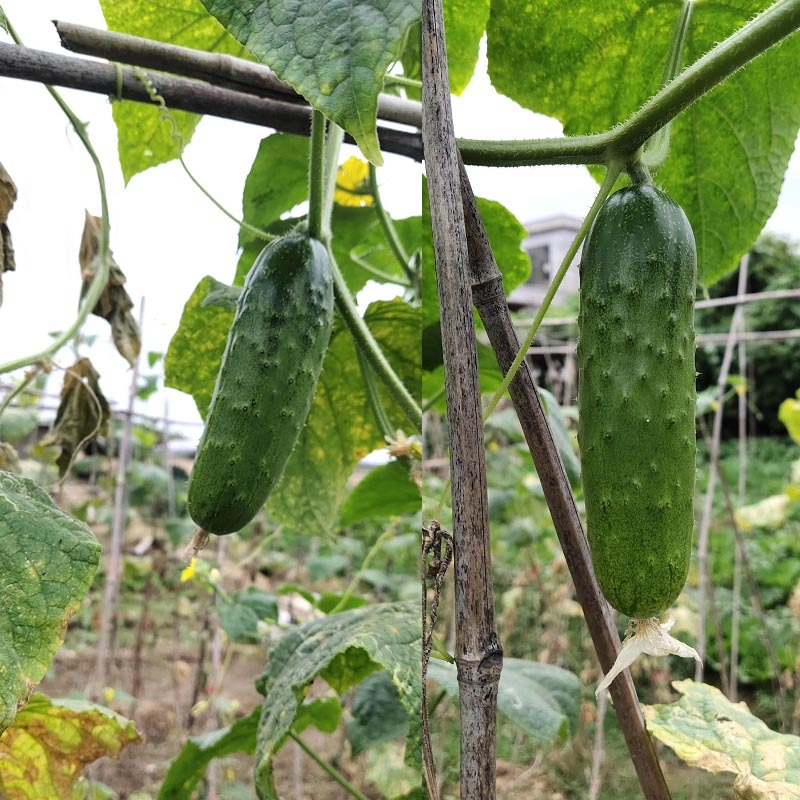 唐山翠宝旱黄瓜种子节节做瓜全雌春秋产量高瓜条美