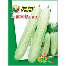 早熟白黄瓜种子微绿少刺春秋播种果棍棒形坐果率高