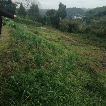 巴南安澜镇20亩菜地