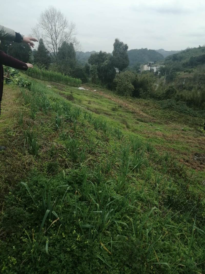 巴南安澜镇20亩菜地