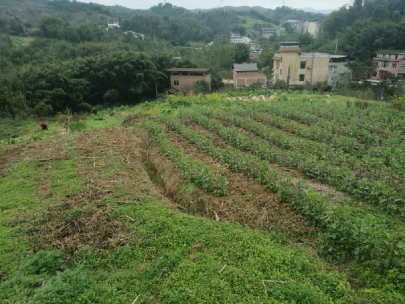 巴南安澜镇20亩菜地