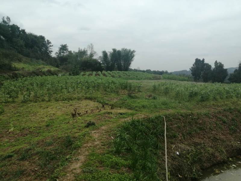 巴南安澜镇20亩菜地