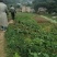巴南安澜镇20亩菜地