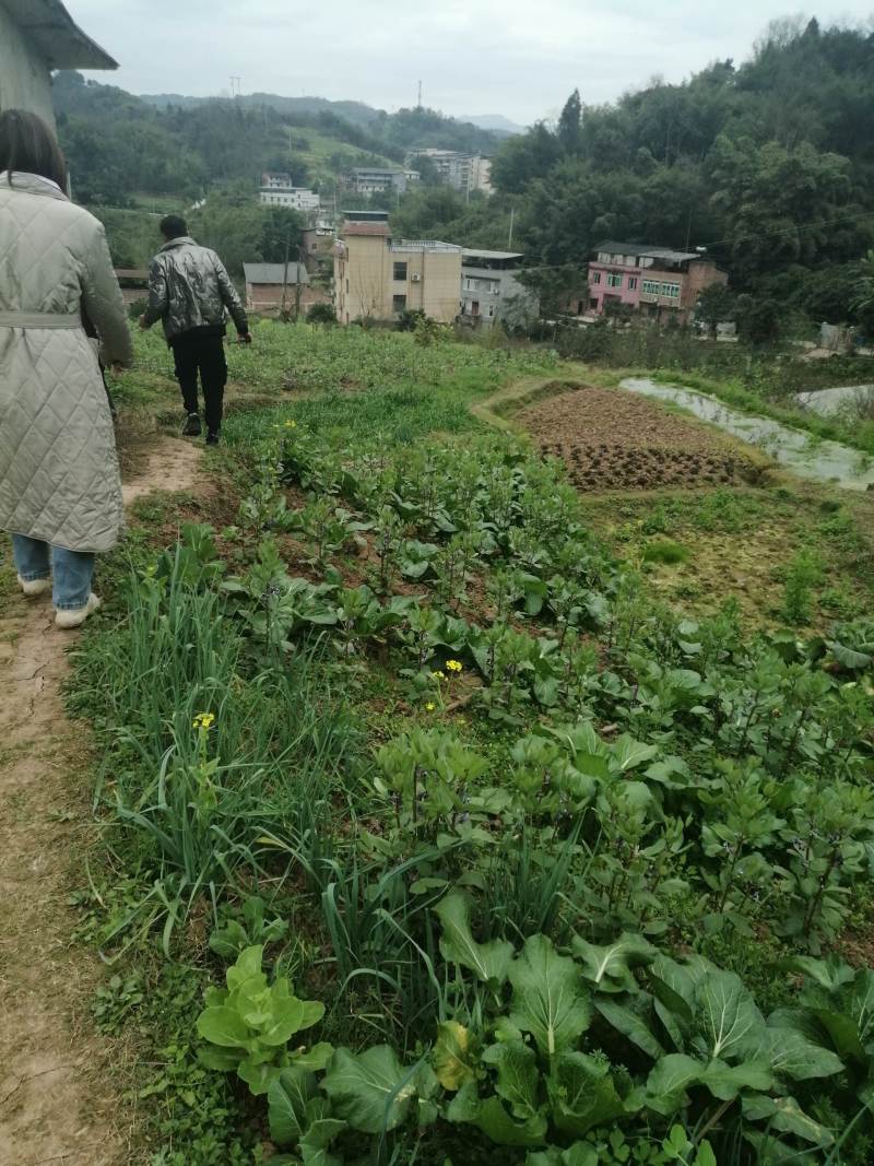 巴南安澜镇20亩菜地