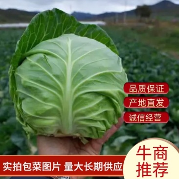 【优选】圆包菜甘蓝无虫眼可对接市场电商商超