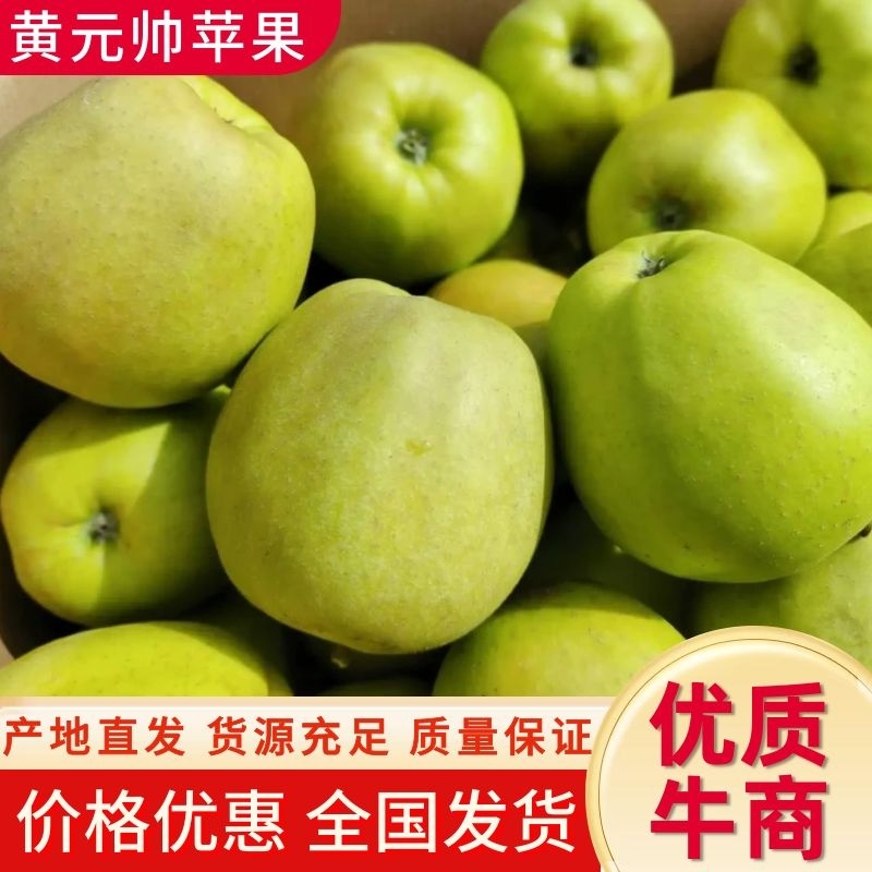 【实力供货】盐源县高山金帅青苹果大量供应电商品质批发价格