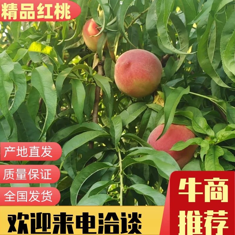 河北威县毛桃甜度高品相好农户自种一手货源量大详谈