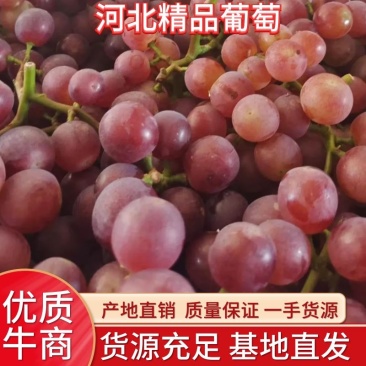 精品红无核葡萄威县葡萄无籽葡萄河北万亩葡萄基地现摘现发
