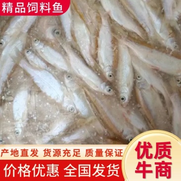 【精品】饲料鱼，产地直供，质量保证，价格低廉，欢迎联系