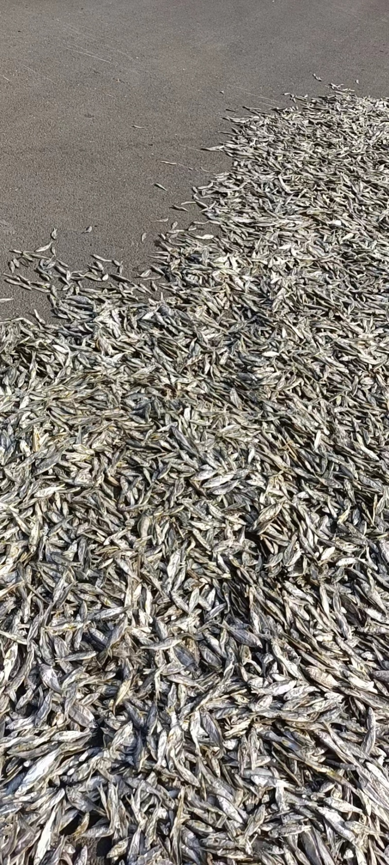 【力荐】猫鱼干，产地直发，质量保证，欢迎来电，全国发货