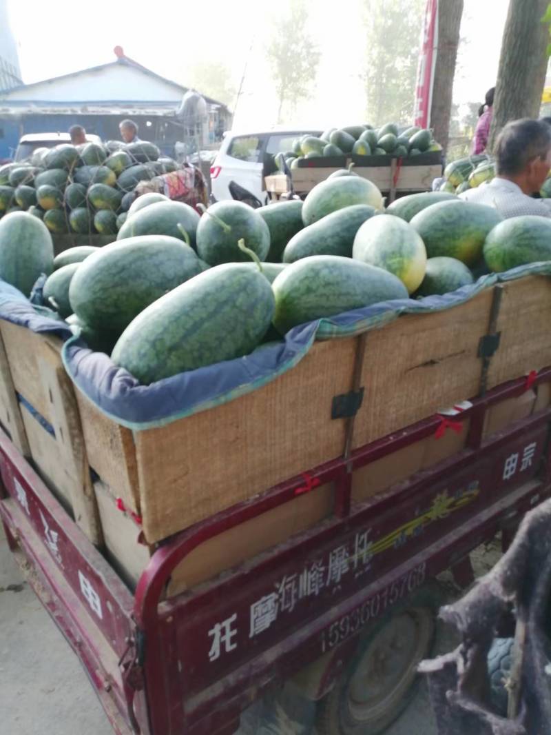 黑美人西瓜，大量上市，8斤起包熟包甜质量保证，诚信经营