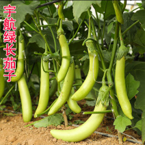 青茄子种子杂交品种绿棒茄顺直果长棒早熟抗病强