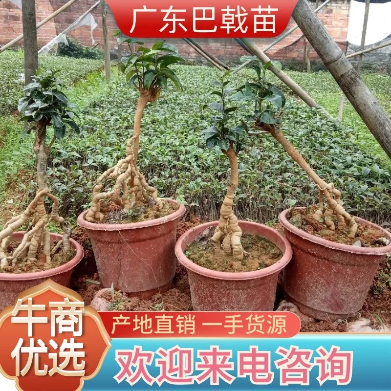 巴戟苗一年苗，成活律九五以上。一百起发货、20至30公分