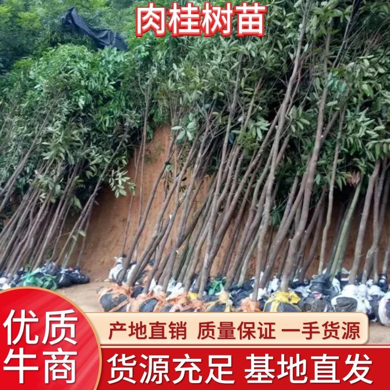 肉桂树苗，一年苗，二年苗，大树带泥球园林绿化，征地复绿