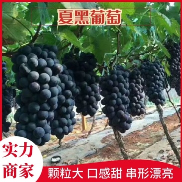 陕西省汉中夏黑葡萄大量成熟上市了。串形好，口感好，颗粒大