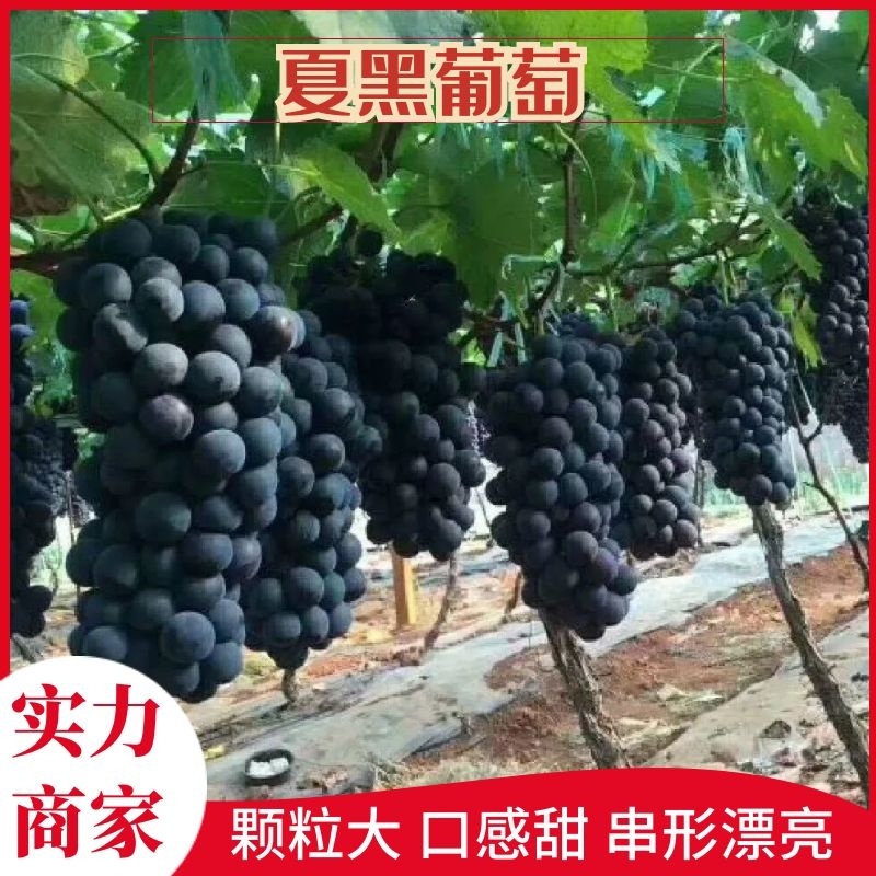 陕西省汉中夏黑葡萄大量成熟上市了。串形好，口感好，颗粒大