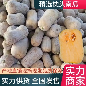 陕西省城固县枕头南瓜火热销售中，一手货源。日供90吨