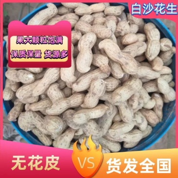 开封沙地鲜花生，果大颗粒饱满，无花皮，一手货源质量有保证