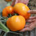 黄金番茄种子芒果黄色沙瓤番茄大西红柿子种籽黄金籽