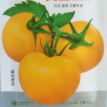 黄金番茄种子芒果黄色沙瓤番茄大西红柿子种籽黄金籽