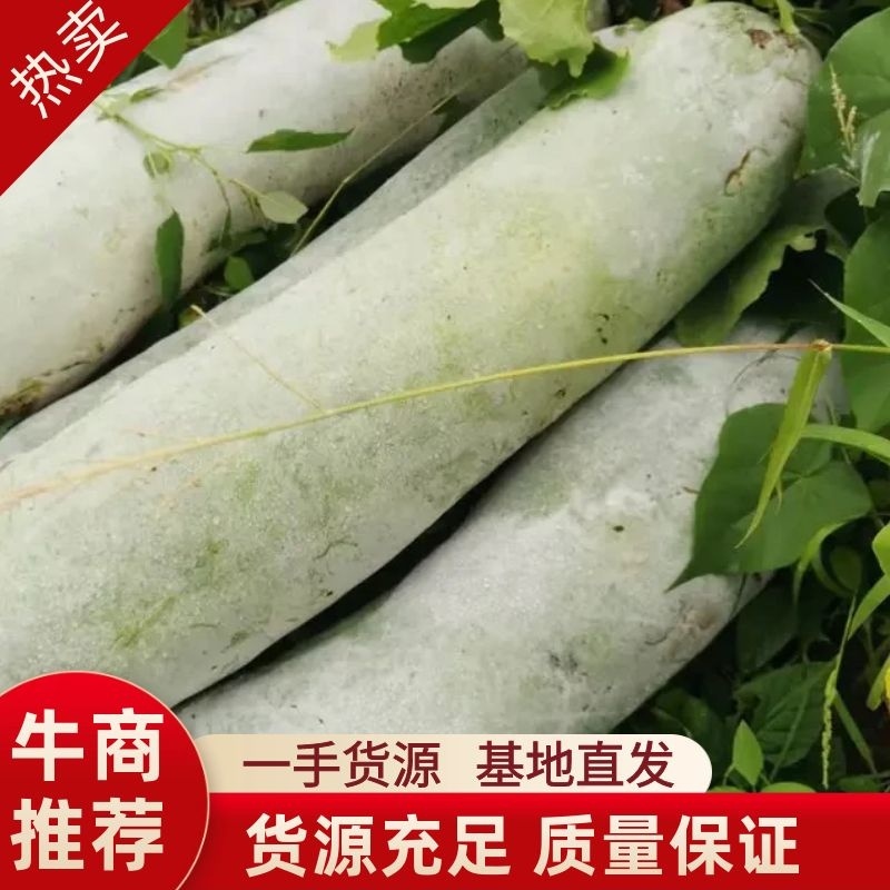 武汉市东西湖长白条冬瓜白皮冬瓜，量大从优产地直供欢迎选购