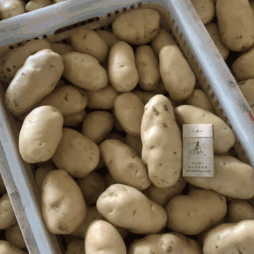 精品土豆🥔一手货源✔产地直供✔量大从优✔合作共赢✔