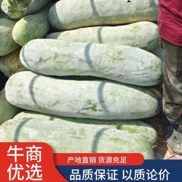精品冬瓜，白皮冬瓜，量大从优，产地直发，货源充足。