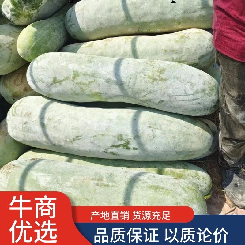 精品冬瓜，白皮冬瓜，量大从优，产地直发，货源充足。