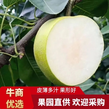 梨翠冠梨湖北翠冠梨皮薄多汁果形好价格美丽