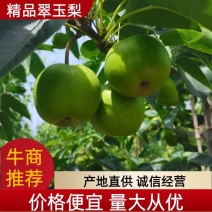 梨酥脆一号早熟梨脆甜多汁无渣量大欢迎前来洽谈合作