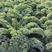 绿色羽衣甘蓝蔬菜种子食用皱叶品种多次採收四季种植
