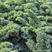 绿色羽衣甘蓝蔬菜种子食用皱叶品种多次採收四季种植