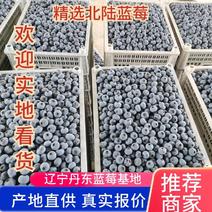 辽宁丹东【陆地】蓝莓大量上市全国欢迎来电咨询
